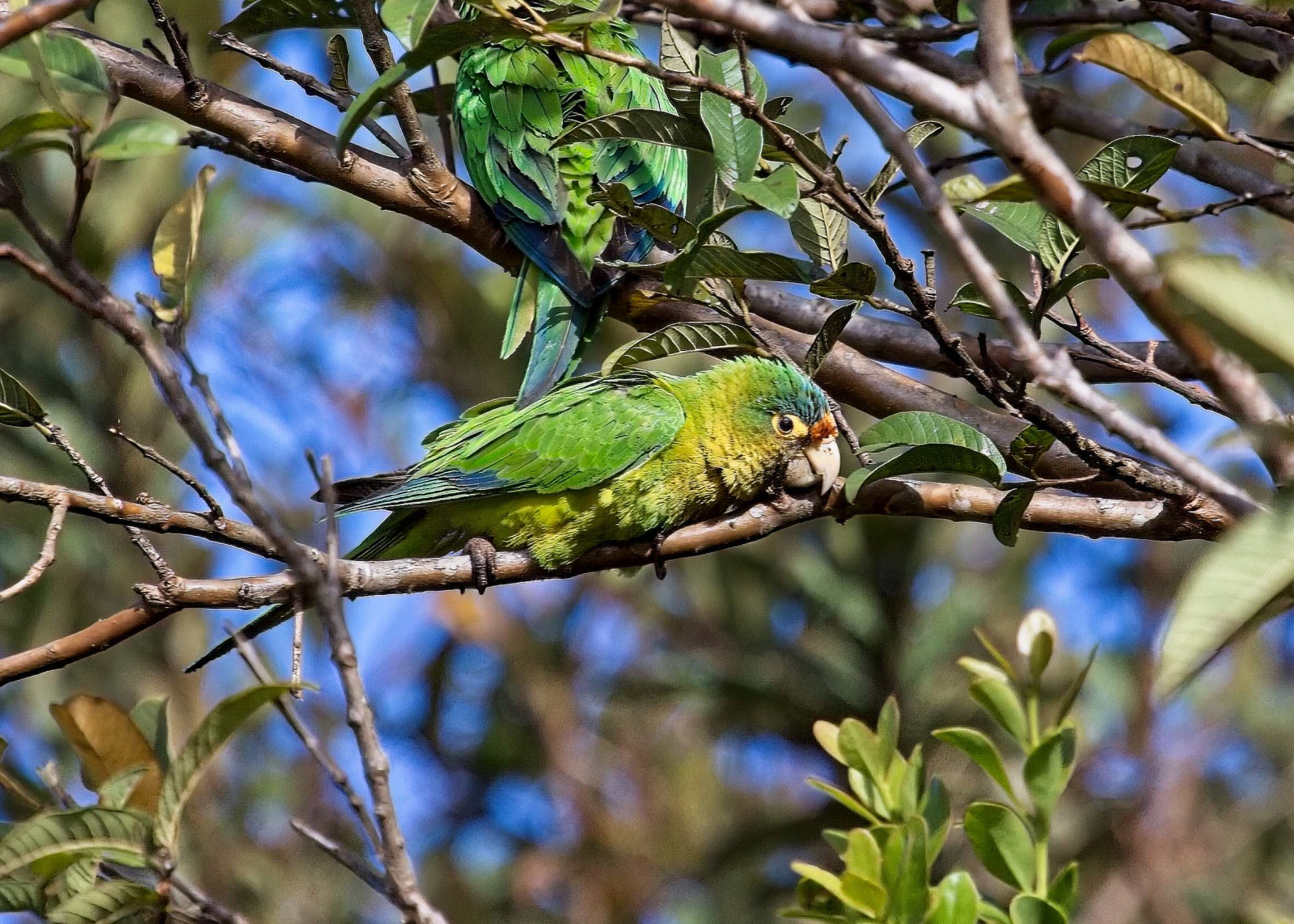 image Orange-fronted Parakeet